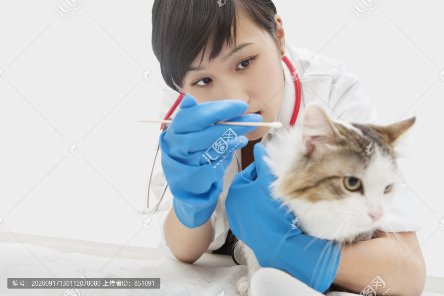 用棉签清洁猫耳的女兽医