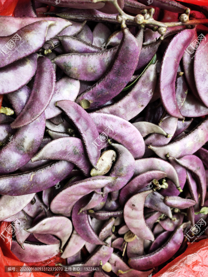 紫色扁豆