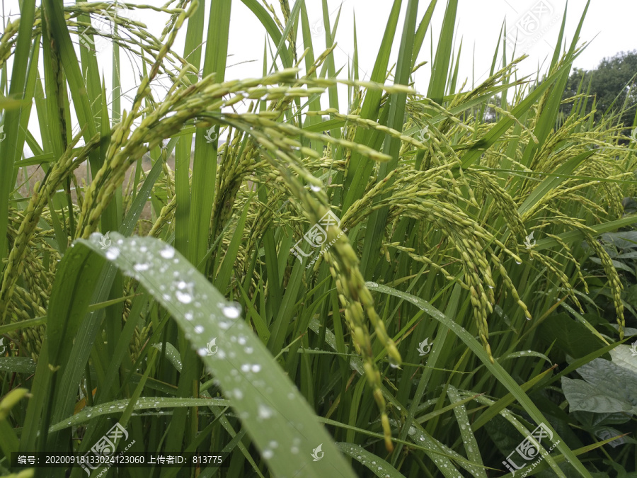 静物雨天稻穗