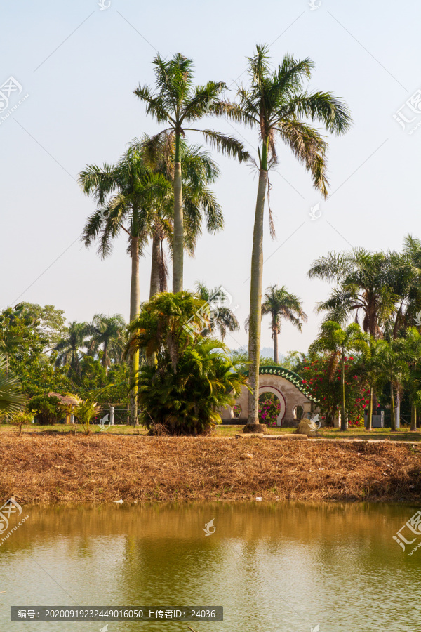 广东湛江南亚热带植物园棕榈树