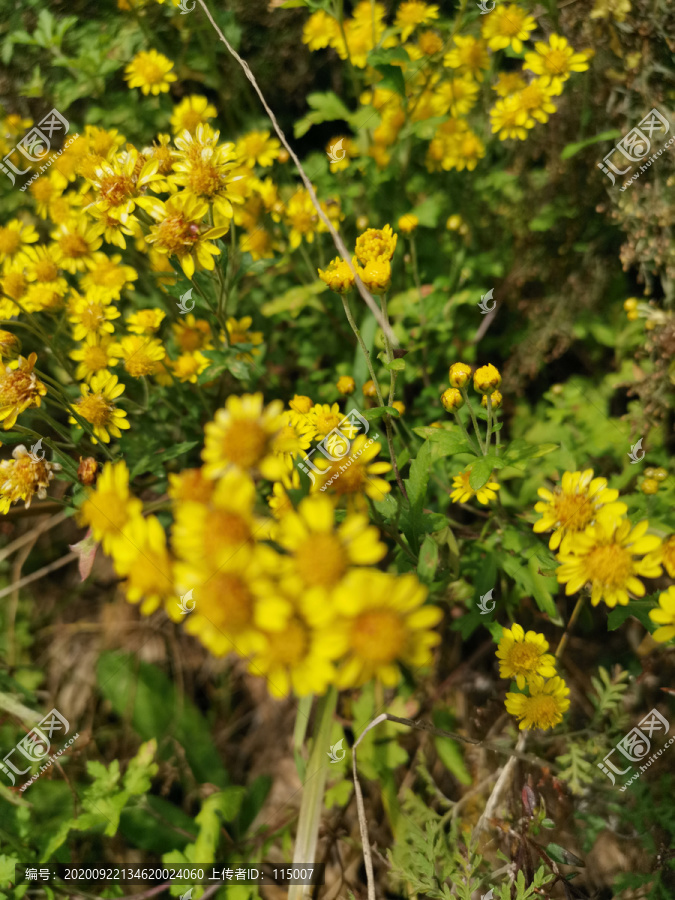 野菊花