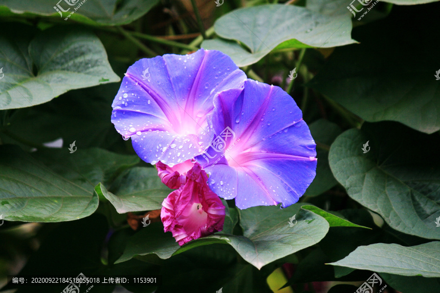 牵牛花