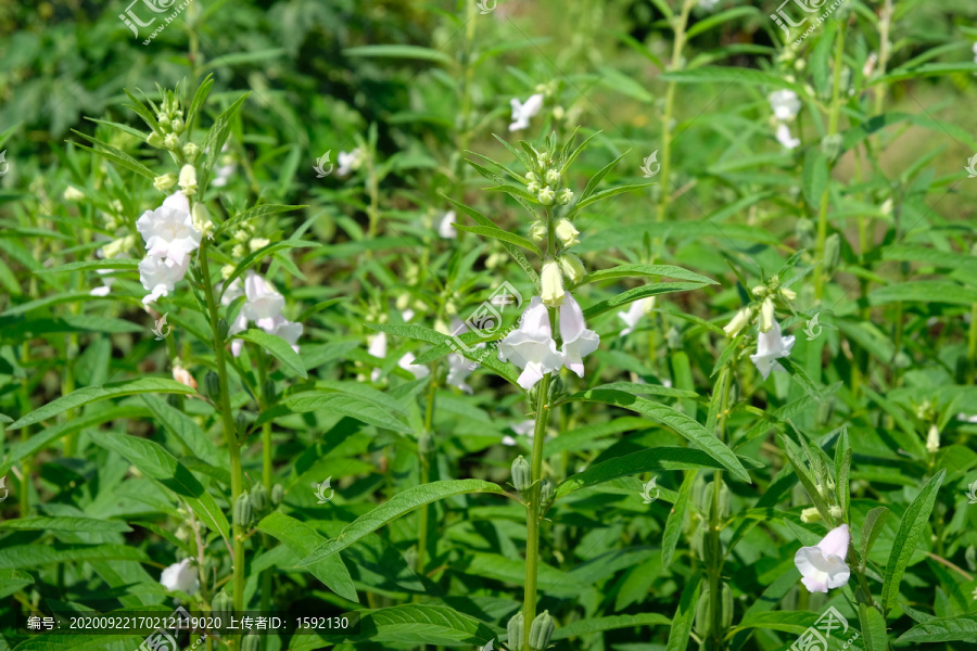 芝麻种植芝麻开花芝麻田