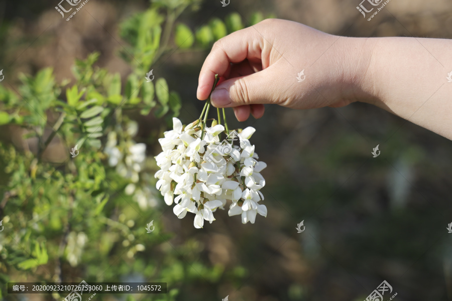 采摘洋槐花