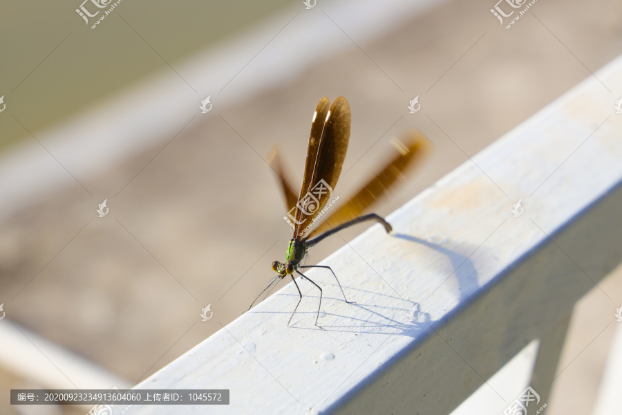 蜓蜻