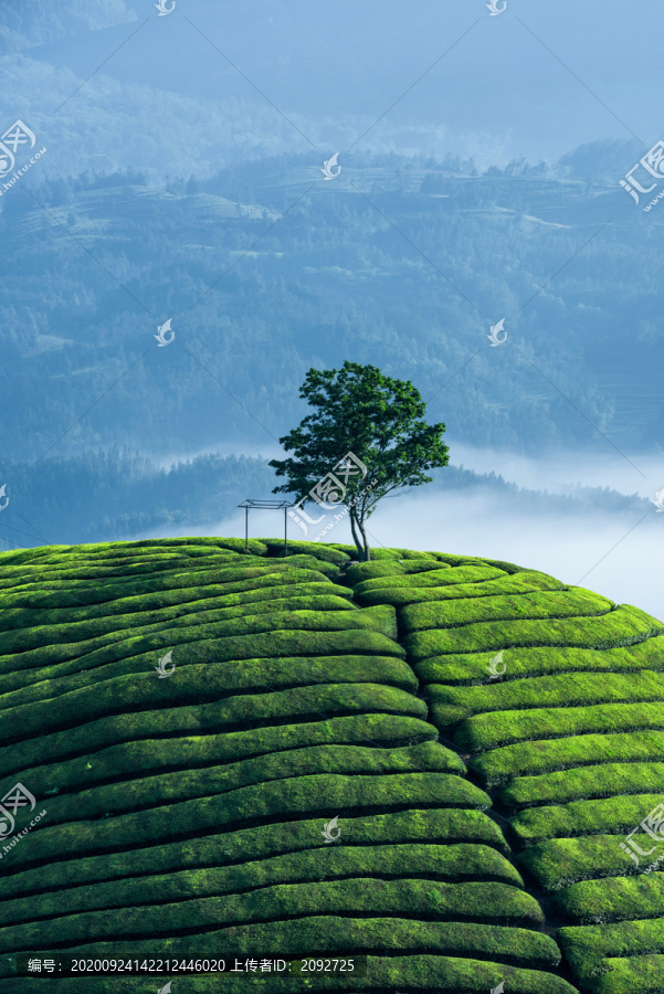 中国湖北恩施鹤峰木耳山茶园茶山