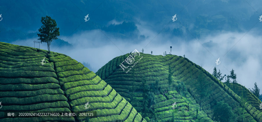 中国湖北恩施鹤峰木耳山茶园茶山