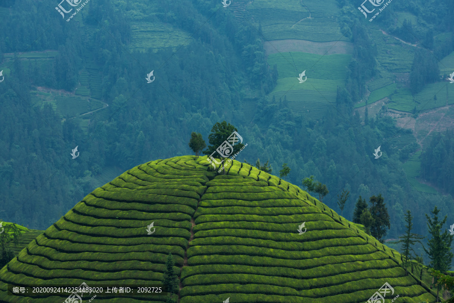 中国湖北恩施鹤峰木耳山茶园茶山