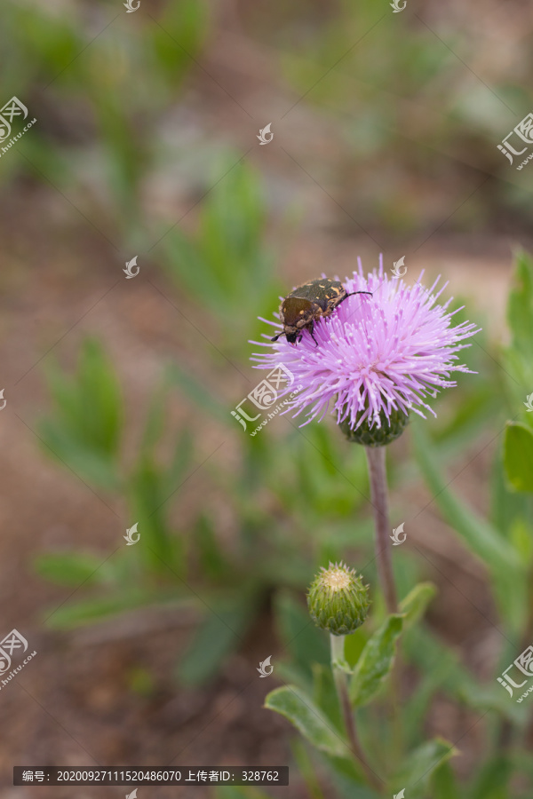 刺儿菜紫色花朵和昆虫