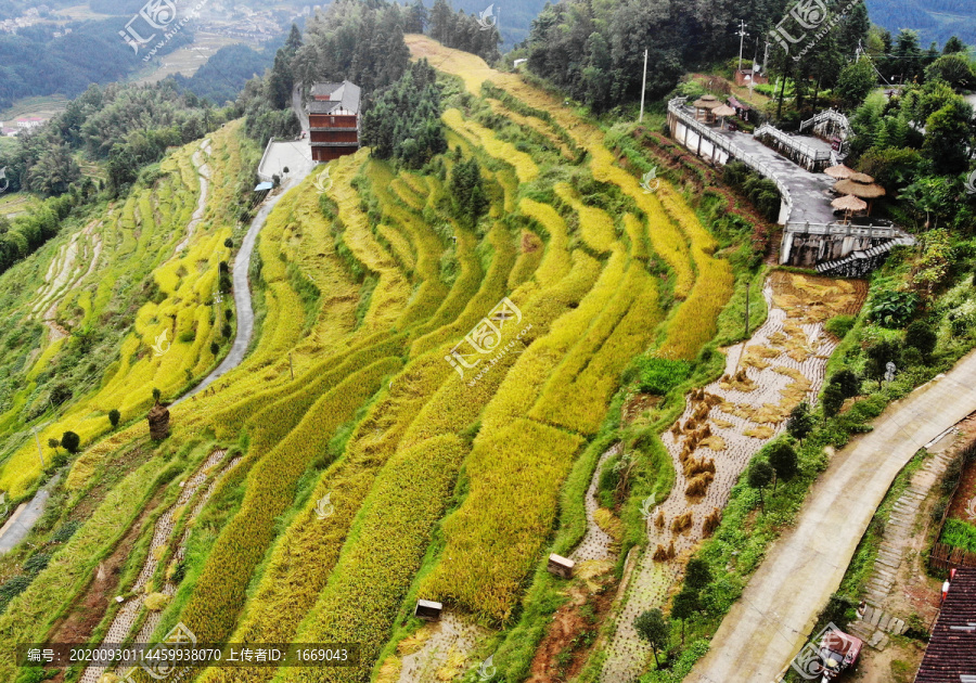 紫鹊界梯田2020年秋景高清