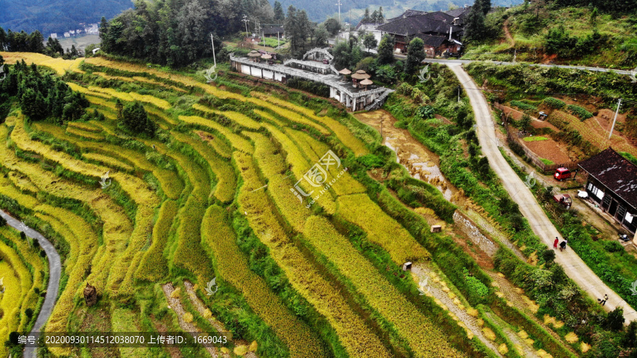 紫鹊界梯田2020年秋景