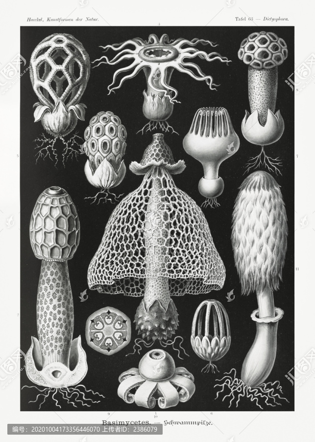 恩斯特·海克尔海绵蘑菇插画