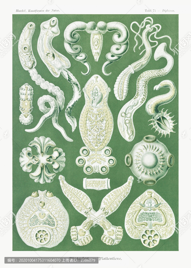 恩斯特·海克尔斑板海洋生物插画