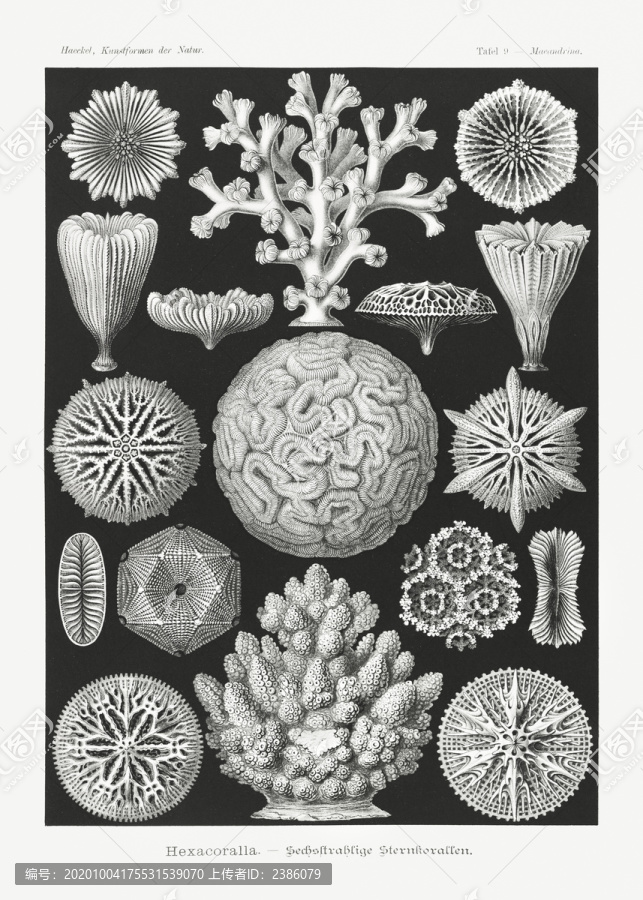 恩斯特·海克尔六角珊瑚六线星珊瑚插画