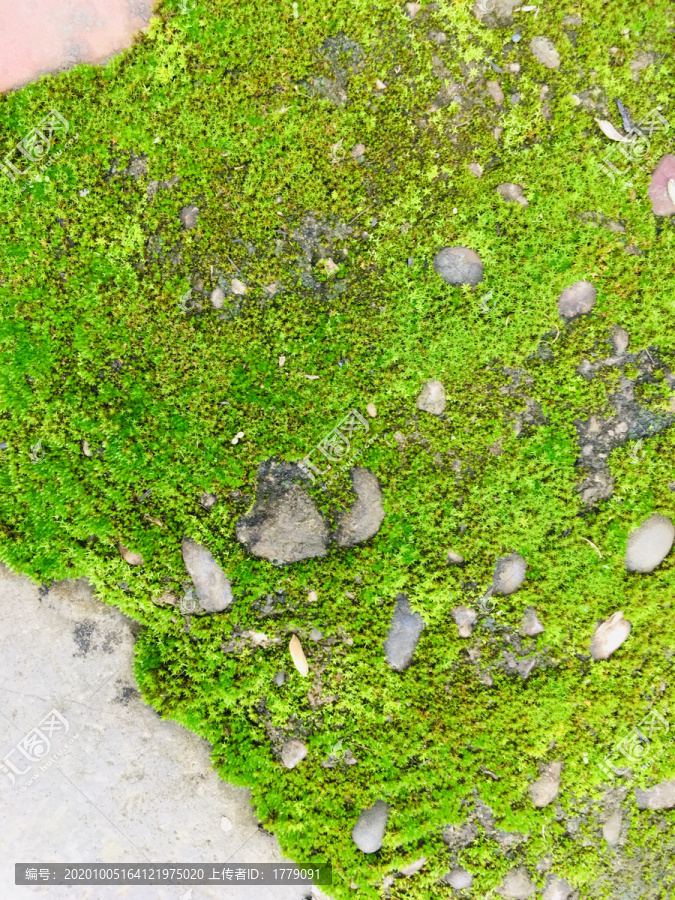 苔藓与石头