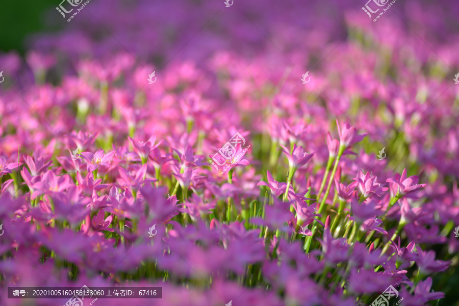 紫色风雨花