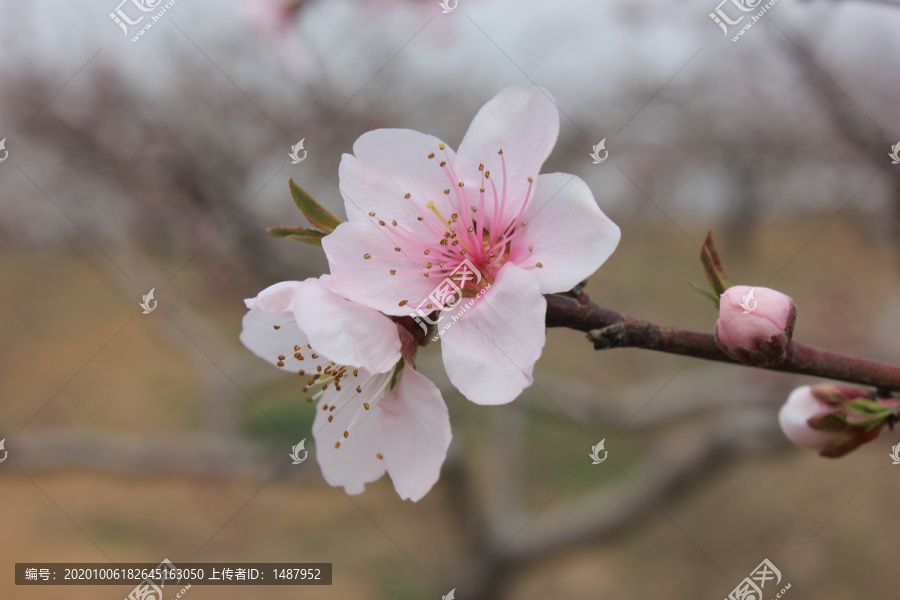 桃花盛开