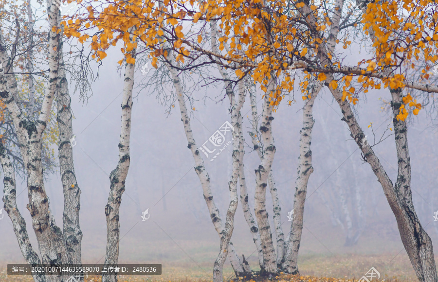 秋天的白桦树白桦林