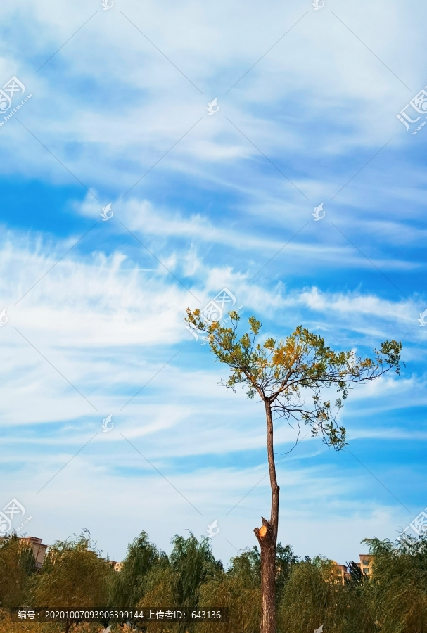 蓝天白云下的一颗树