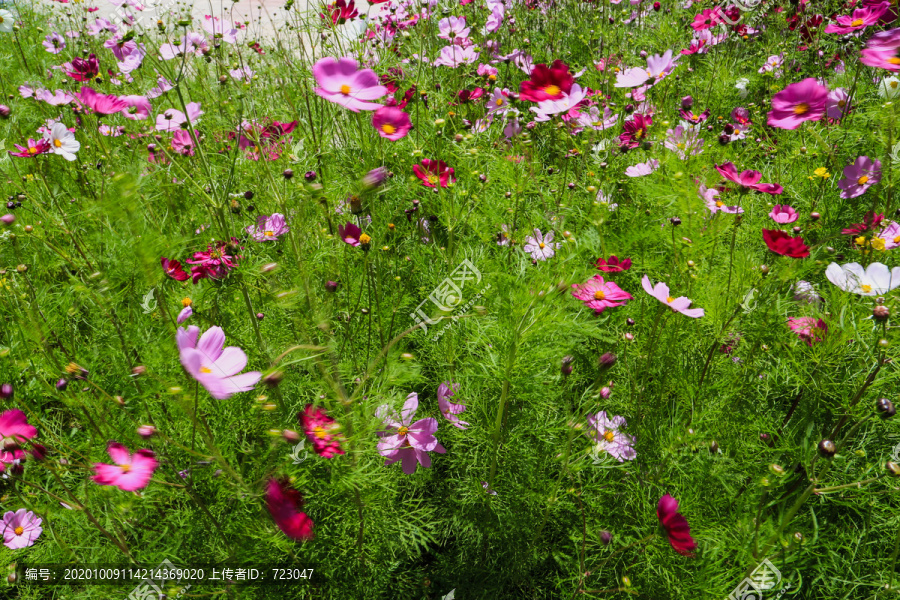 坝上草原格桑花