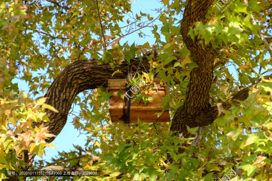 家乡秋天的枫叶枫树蜂蜜养蜂房