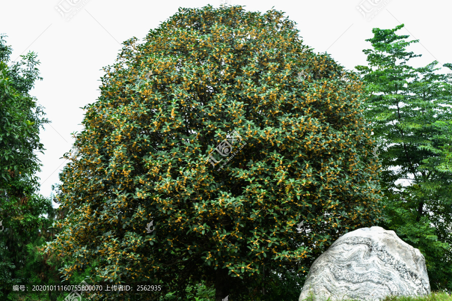 桂花树