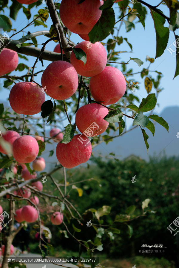 烟台苹果