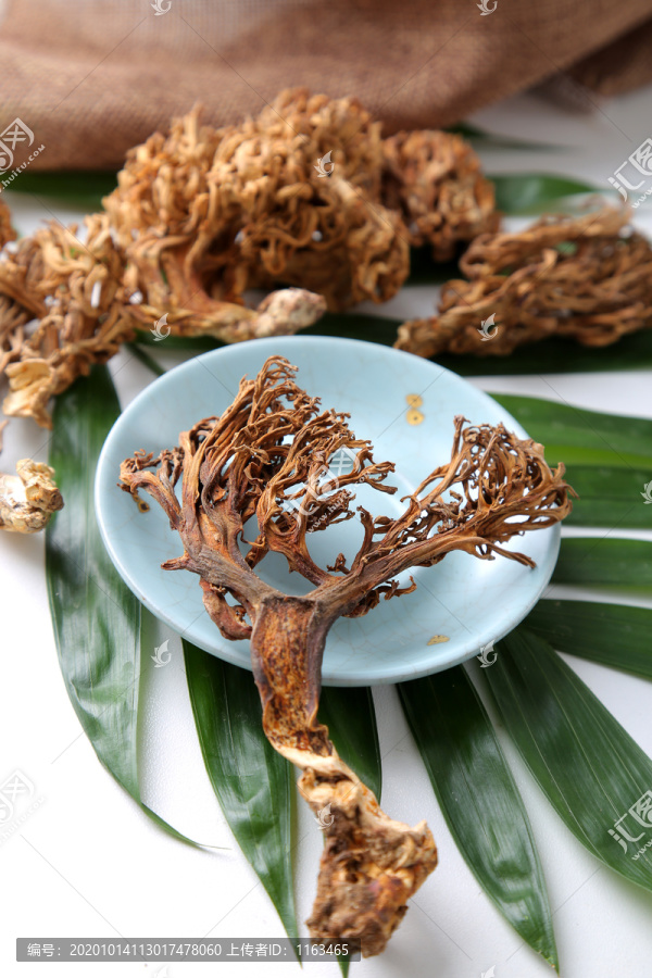 鹿茸菌