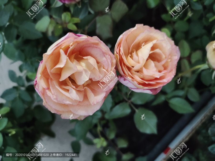 两只玫瑰花