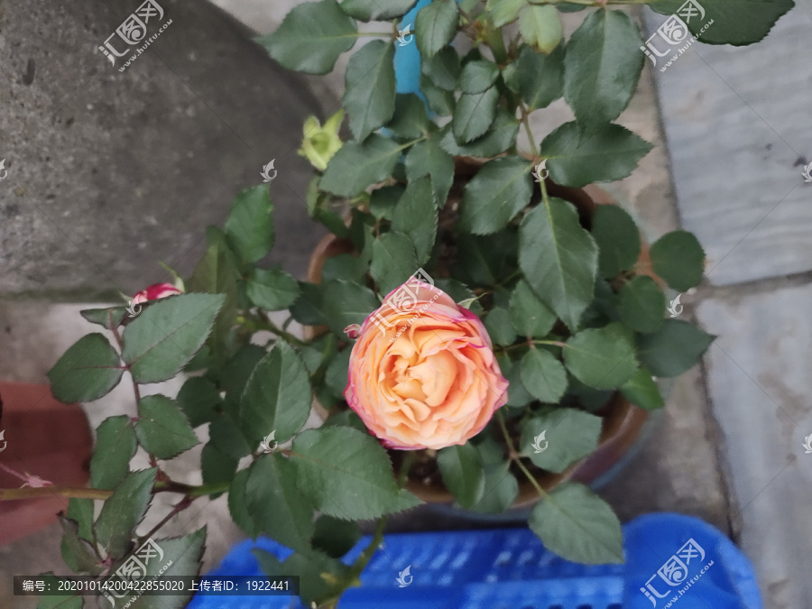 玫瑰花特写