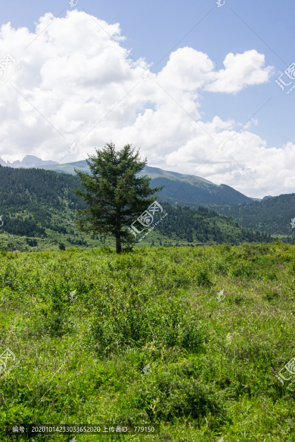 山中的小树