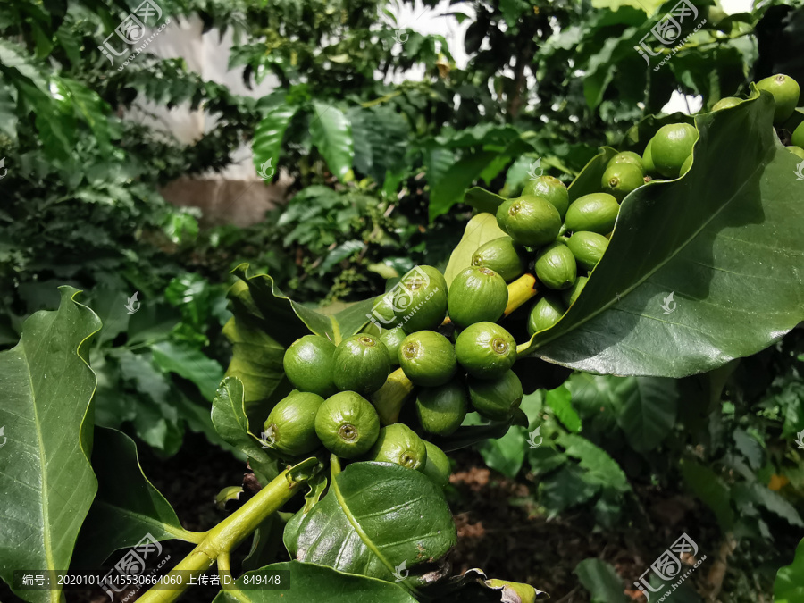 小粒咖啡树结果