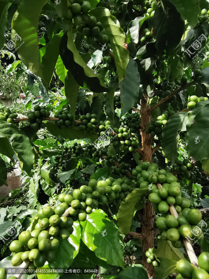 小粒咖啡树结果