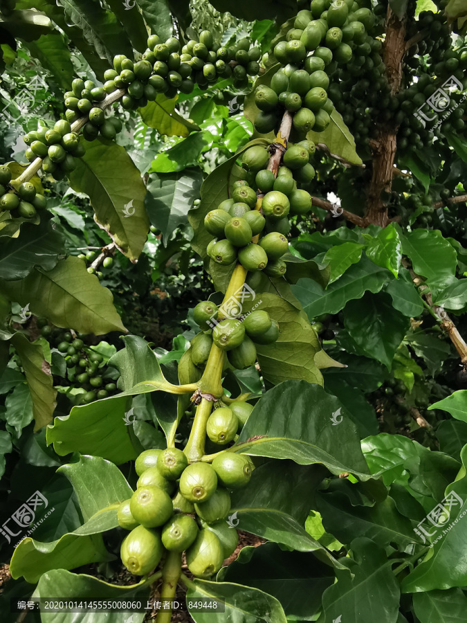 小粒咖啡树结果