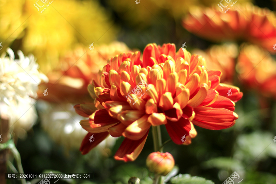 菊花