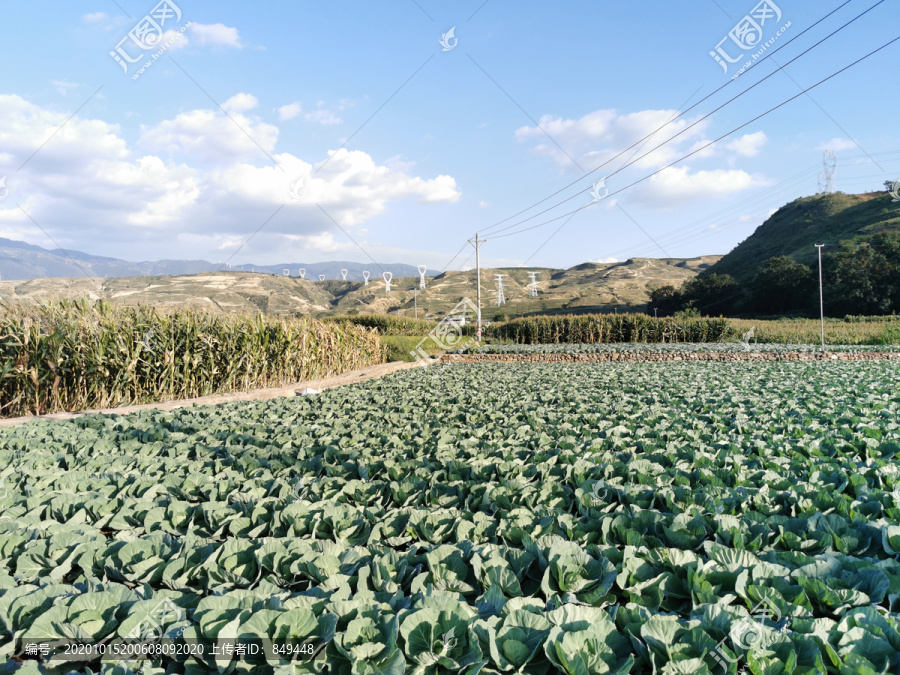 乡村农业蔬菜种植基地