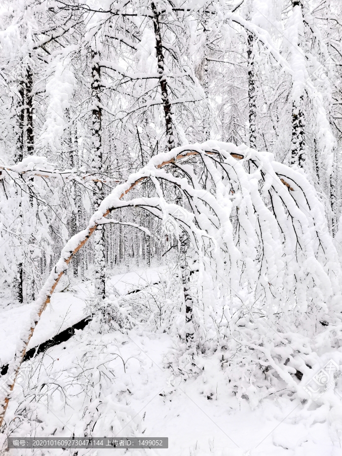 冰雪白桦树