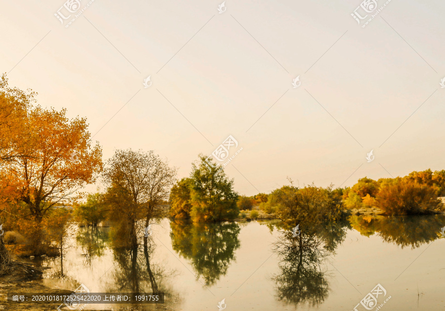 新疆胡杨林风景画