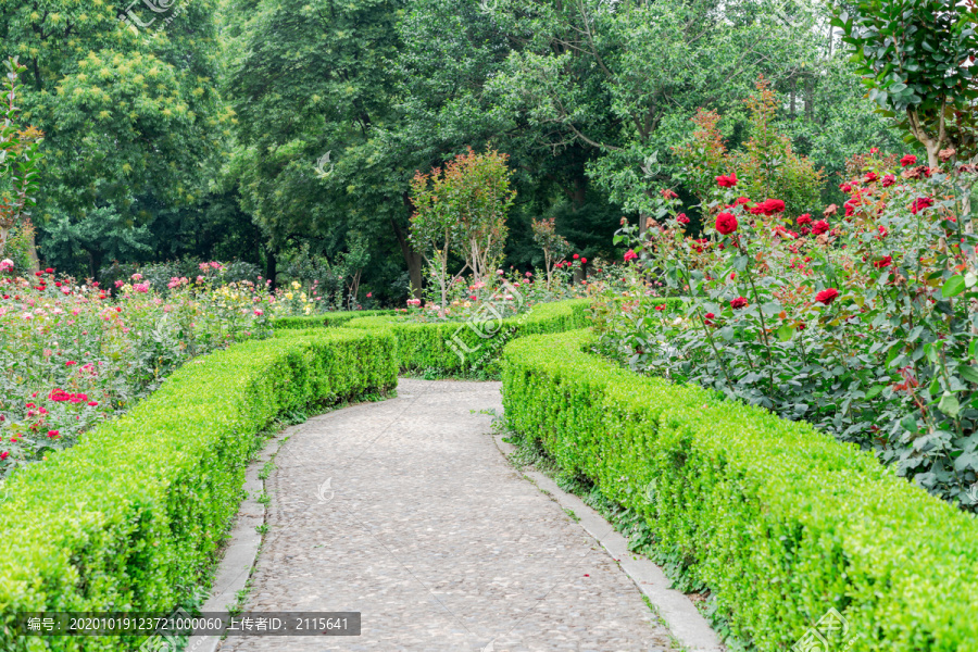 杭州花圃园林景观月季花