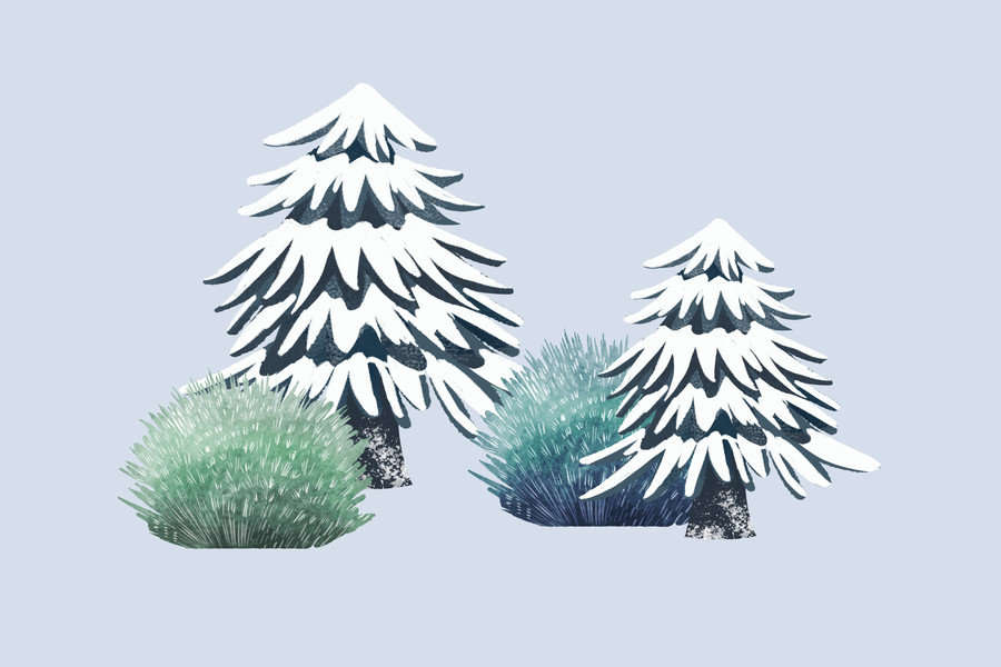 小清新冬季松树灌木丛植物插画
