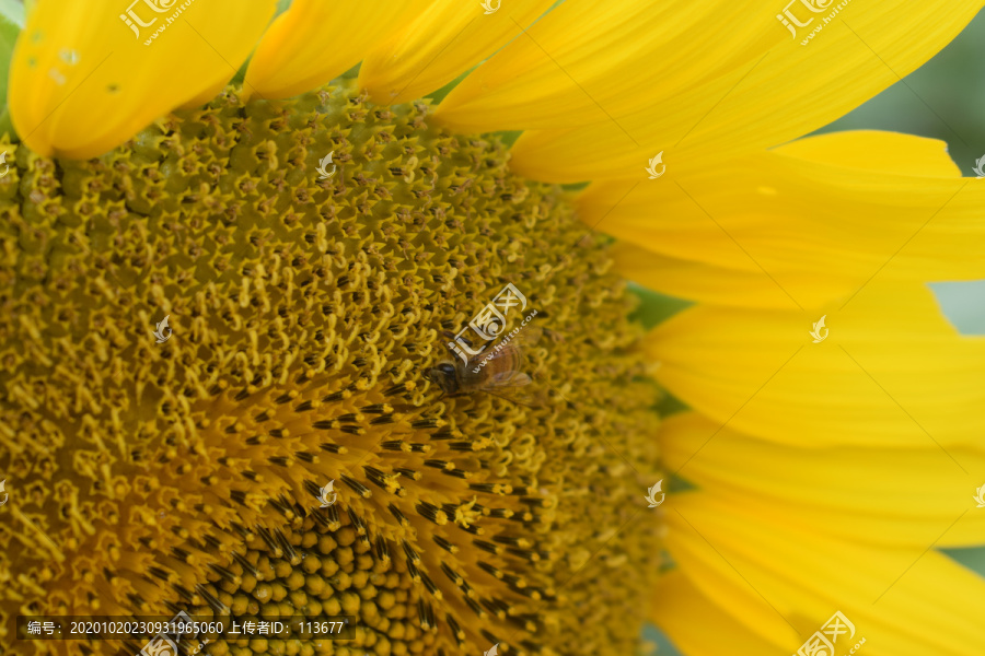 蜜蜂在向日葵里采蜜