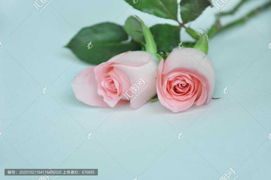 两朵玫瑰花