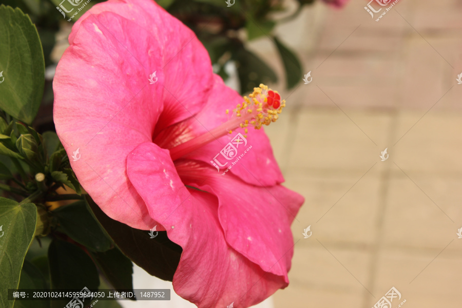 盛开的粉色朱槿花