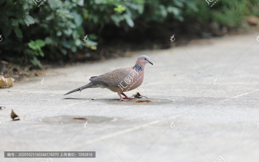 珠颈斑鸠