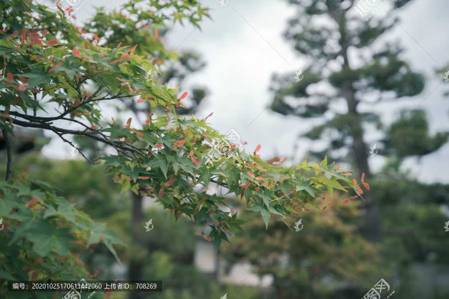 夏季的日本枫叶背景图