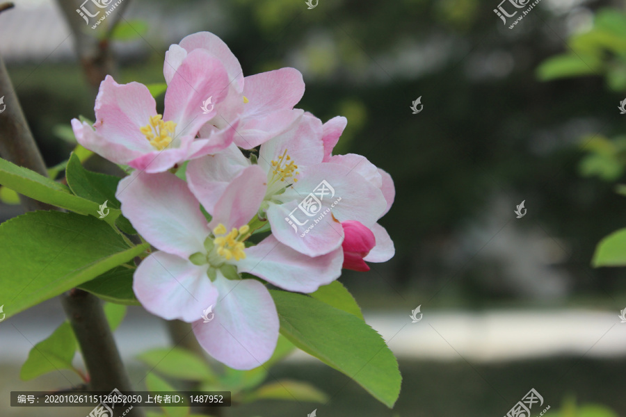 重瓣粉红海棠花