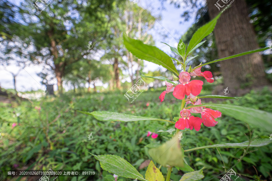 凤仙花