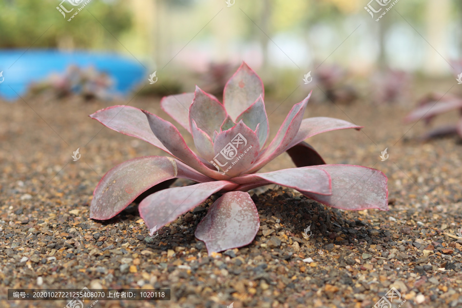 晚霞多肉植物