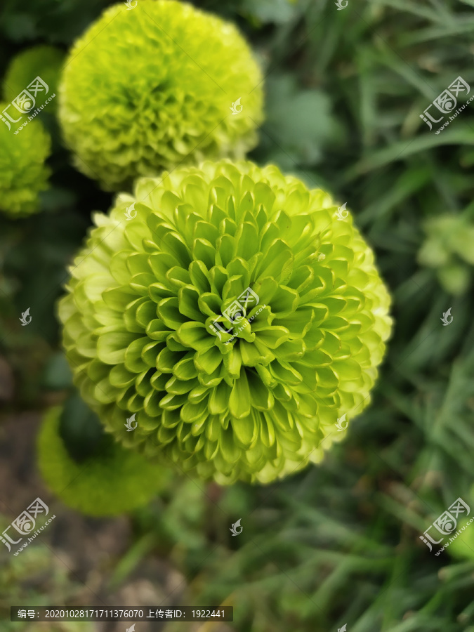 绿色雏菊