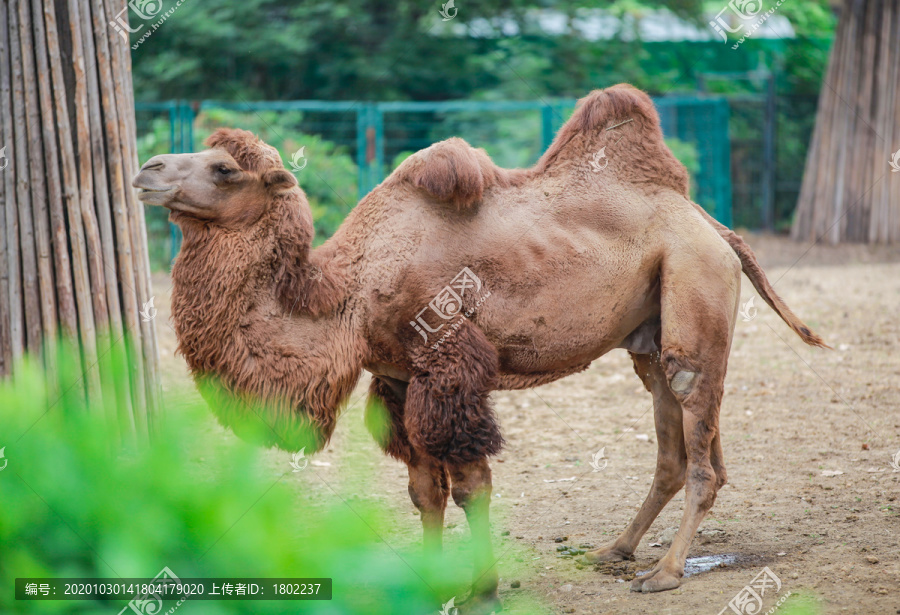 动物园里的双峰骆驼